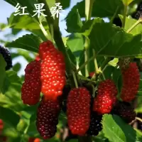 红果桑 优质3年苗:买1送1 桑树苗嫁接桑葚树苗无籽大十台湾长果桑树苗桑果苗当年结果桑葚苗