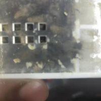 中蜂蜂王 双色王 本地王 阿坝王 中蜂蜂王 双色王 本地王 阿坝王