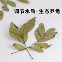 天然风干龙眼叶 20张 龙眼叶养龟预防腐皮仿原生态改善水质乌龟缸环境造景免煮躲避装饰
