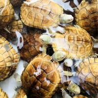 1只装 送龟粮+养殖手册 删 3-4厘米 龟苗 正宗金钱观赏龟招财金龟皖南三黄小青龟苗宠物小乌龟金钱大龟活物