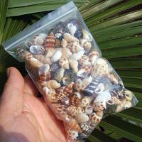 100个小海螺套餐 天然海螺贝壳海星鱼缸造景装饰卷贝鱼寄居蟹换壳风铃材料包漂流瓶