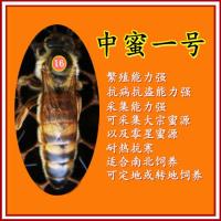 纯种处女王2只(未曾交尾) 中蜜一号蜂王蜜蜂种王意蜂蜂王生产王 抗螨高产王