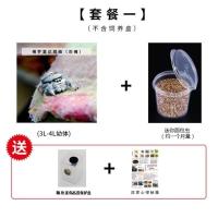 套餐一 跳蛛宠物小蜘蛛灰佛小朋友礼物桌面迷你微景观好饲养耐活微距摄影