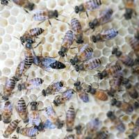 开产王 笼蜂,中蜂笼蜂,蜂王,中蜂王土蜂笼蜂种王带箱