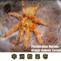 橙巴布1-2cm(送套餐) 不含加热包(最低温15度以下不包活) 宠物蜘蛛爬虫凶猛橙巴布所罗门温顺金直间智利火玫瑰梦幻异