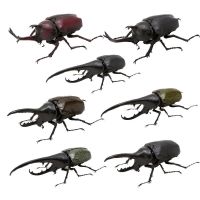 随机3款不重复[58927] 58927 扭蛋 生物大图鉴之甲虫系列 独角仙 锹形虫 大兜虫