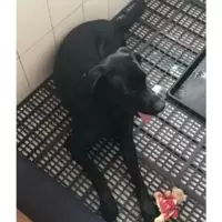 黑色 60*30*3 可拼接 狗笼垫板脚垫板防潮板宠物垫脚板狗笼垫子塑料网格垫板防卡脚散热