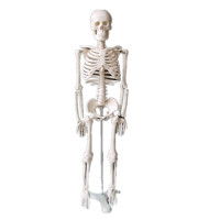 85骨骼模型 厂家直销标准医学170cm180人体全身骨骼模型 骷髅骨架标本脊柱