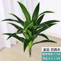 0.8米金边巴西木 不带盆送草 跳舞兰室内盆栽假花高档仿真落地大摆件客厅办公室绿植巴西木装饰