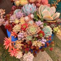 木兰花卉1 云南大棚精心控养家居办公室绿植多肉花卉1