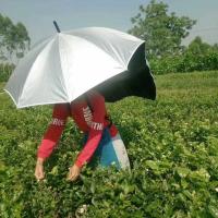 无遮挡普通款 采茶伞背遮阳伞钓鱼伞背式太阳伞防晒遮阳神器摘茶伞雨伞帽子摆摊