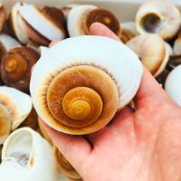 一个体验装 贝壳海螺工艺品寄居蟹卷背鱼家居地台鱼缸造景装饰品小摆件面包螺