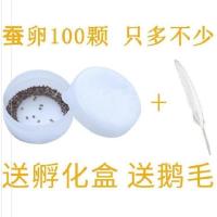 普通蚕卵100粒+鹅毛1支 活的蚕宝宝幼虫小学生桑树叶桑蚕孵化器结茧套装变色房子大小五彩