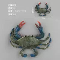 524青螃蟹 仿真海洋动物模型中华鲎八爪鱼海龟海洋生物寄居蟹螃蟹模型摆件