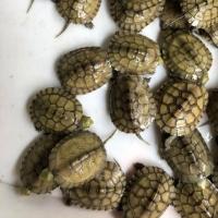 4-6厘米短尾错甲 1个装[龟粮] 小青龟专用饲料黄喉安徽皖南三黄北种石龟半水龟增色龟粮乌龟饲料