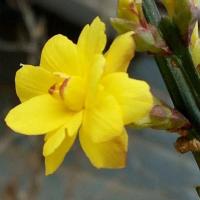 一年苗很小 随机发货可联系客服发图挑选 三台迎春花盆栽复瓣迎春花盆景素材 1-2年苗带盆其它脱盆带土发货