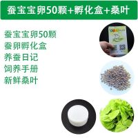 蚕卵50颗+孵化盒+桑叶 彩色蚕宝宝饲料小学生家活物蚕籽的食物蚕茧蚕籽养殖盒巨型别墅大