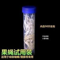 果蝇50只[不包活] 佛罗里达灰佛跳蛛大眼萌系桌面迷你好饲养小宠物蜘蛛微距摄影