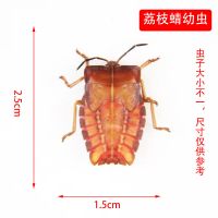 荔枝蝽 昆虫标本真虫甲虫标本昆虫螳螂标本知了蝉天牛标本独角仙标本摆件
