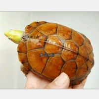3-4厘米发色苗 一个单身龟 水龟王国黄喉皖南小青龟北种石金钱龟观赏招财龟宠物龟乌龟饲料
