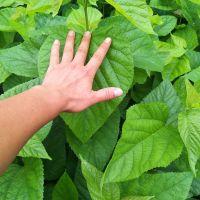 1年苗3颗 桑树苗大叶四季养蚕桑葚树苗盆栽地栽南方北方种植食用蛋白饲料桑