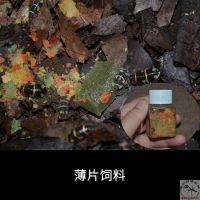鼠妇薄片饲料50ml中瓶*1 薄片饲料 潮虫鼠妇粮树蜗牛食物增色微量元素繁育高产量补钙主食