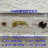 种子的传播方式标本 真实植物昆虫动物标本六害六益蚂蚱蜻蜓中小学自然科普生物教学