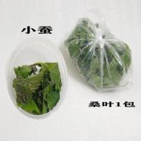 小蚕10条 桑叶一包 2021蚕卵家蚕春蚕活蚕1-2龄蚕宝宝桑树蚕学生养蚕桑蝉卵工具桑叶
