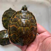 2-3cm新苗(黄腹) 一只装(送龟料) 家养外塘宽纹火焰龟乌龟活物火焰龟苗宠物观赏龟吃菜混养深水龟