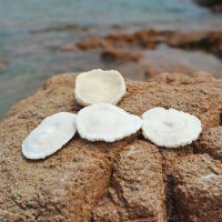 12-13CM 天然海螺贝壳螺壳海菊花创意房间饰品摆件地中海风鱼缸水族造景