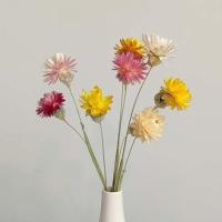 小雏菊花束(8枝)(无瓶) 干花小雏菊 七彩菊花束摆件 真花客厅房间装饰 拍照道具 家居摆设