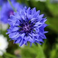 混色矢车菊种子1000粒+肥 蓝色矢车菊种子四季易种活室外庭院家庭盆栽绿化耐寒花卉种籽子