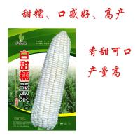 白甜糯原装50克 水果玉米种孑粘种子特大黑白大全彩北方甜糯香高产杂交玉米种籽
