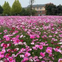 高杆混色500粒 波斯菊花种子格桑花种籽四季播种开花易活庭院景观阳台盆栽庭院