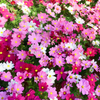 矮杆混色[2千粒] 收藏加购送专用肥 波斯菊种子七彩野花组合种孑四季开花庭院室外易活花种籽子