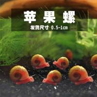 苹果螺10只送5只防损共15只 河豚鱼饲料苹果螺饲料斑马狗头观赏螺淡水清洁除藻地图螺