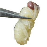 50g 雄蜂蛹 马蜂蛹 野生蜂蛹油炸蜂蛹即食蜂蛹蜂场自产雄蜂蛹蜜蜂幼虫