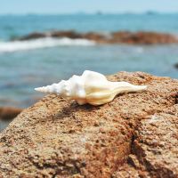 16-17CM 天然海螺贝壳长白旋螺创意房间ins风饰品鱼缸水族造景摆件海螺壳