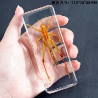 大号蝗虫 110*43*28mm 幼儿园真实昆虫标本树脂蜘蛛蝎子蜈蚣螳螂甲虫独角仙动物标本真虫