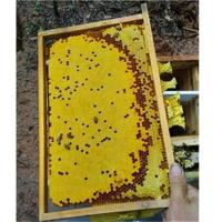 中蜂剿础没造脾-S5R 中蜂子脾巢脾空脾蜜蜂脾老脾蜂蜡剿础中蜂蜂群蜂王error