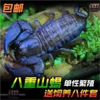 亚成体蝎子2cm不送套餐 八重山蝎子 成体1-3cm单性繁殖的蝎无需交配即可产子送八件套装