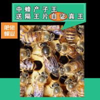中蜂产卵王 蜂王种王开产王中蜂产卵王交尾蜂王处女王处王开产蜂王中蜂开产王