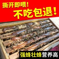 花粉浆(撕开直接喂)不吃包退 发1包*一斤装(试喂装) 花粉蜂粮中蜂食用油菜花粉喂蜜蜂饲料蜂花粉养蜂专用喂蜂工具蜂具