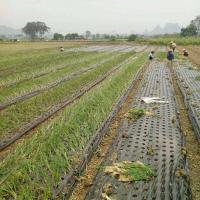 黑膜1丝厚 1.5米宽8孔 农用地膜,农业薄膜,葱,洋葱专用黑色打孔地膜8孔,12孔1.5米宽