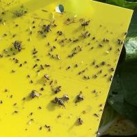 20×10黄板双面特粘60张 双面防水装粘虫板黄板诱虫板灭虫板篮板果园大棚粘板诱虫板粘蓟马