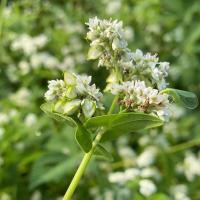 [优质杀菌荞麦壳] 荞麦壳[2斤装] 荞麦皮枕头填充荞麦枕头枕芯散装成人枕头荞麦壳枕芯儿童枕填充物