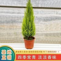 小香松/圣诞树[高30-40厘米] 不含盆[1盆] 圣诞树礼物小香松盆栽室内阳台装饰摆件四季常青真小松树净化绿植