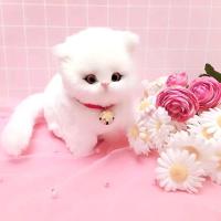 大号小白猫 大号 单只装 生日礼物女闺蜜女朋友男朋友女生儿童仿真猫咪创意圣诞节礼物元旦