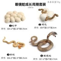 眼睛蛇成长经历 仿真塑胶实心大号绿色蟒蛇模型玩具毒蚺蛇静态无异味动物摆件礼物