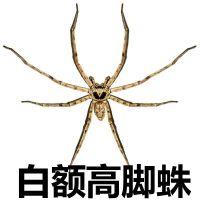 3-4cm吃小蚊子苍蝇 白额高脚蛛抓吃蟑螂的蜘蛛抓蟑螂吃小强天敌克星灭蚊虫活蜘蛛宠物